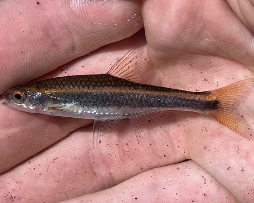 Schemerige glansvis (Notropis cummingsae) — Cyprinidae