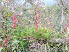 Vriesea philippocoburgi