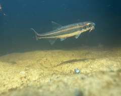 Notropis cummingsae