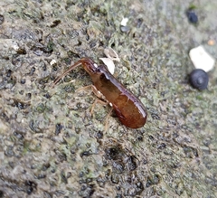 Betaeopsis aequimanus