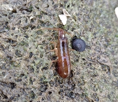 Betaeopsis aequimanus