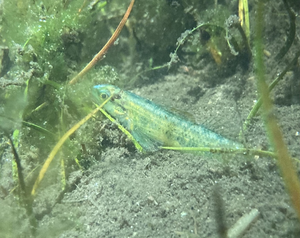Pinewoods darter (Etheostoma mariae) — Percidae