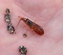 Betaeopsis aequimanus