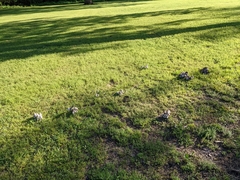 Coprinopsis strossmayeri