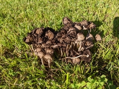 Coprinopsis strossmayeri