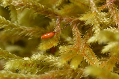 Image of Antitrichia californica by no rights reserved