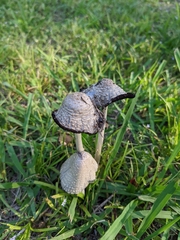 Coprinopsis strossmayeri