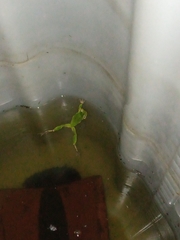 Hyla intermedia perrini