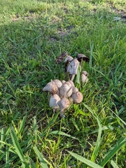 Coprinopsis strossmayeri