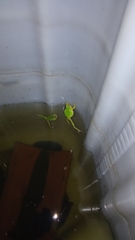 Hyla intermedia perrini