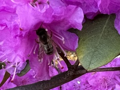 Megachile texana