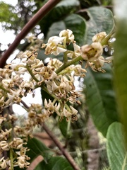 Toxicodendron striatum