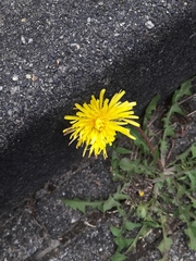 Taraxacum officinale