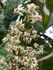 Toxicodendron striatum