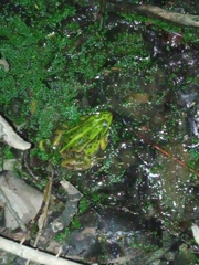 Pelophylax lessonae