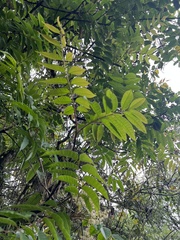 Toxicodendron striatum