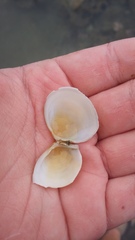 Pseudarcopagia disculus