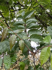 Toxicodendron striatum