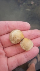 Pseudarcopagia disculus