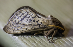 Oxycanus antipoda