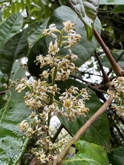 Toxicodendron striatum