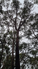 Eucalyptus umbra