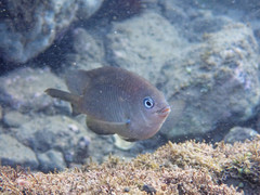 Stegastes