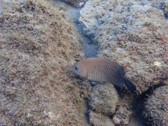 Stegastes