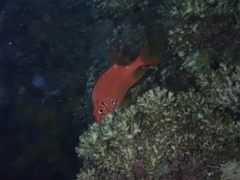 Sargocentron spiniferum