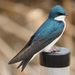 Tree Swallow - Photo (c) Carter Dorscht, some rights reserved (CC BY-NC), uploaded by Carter Dorscht