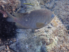 Stegastes