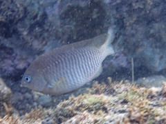 Stegastes
