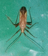 Phytocoris miridioides