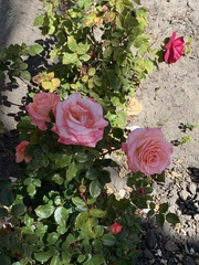 Rosa