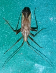 Phytocoris miridioides