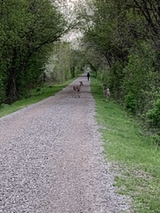 Odocoileus virginianus