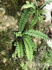 Asplenium resiliens image