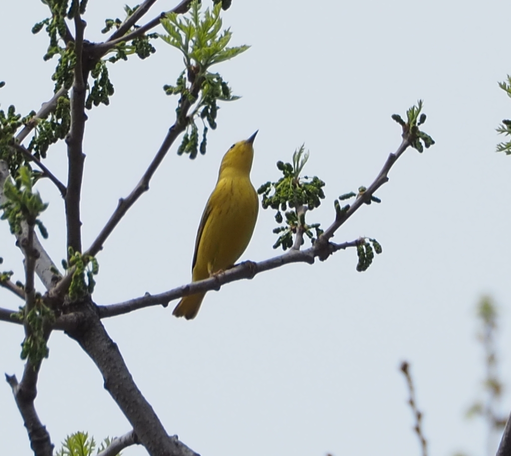 Yellow Warbler from A A ALake elmo nordic on May 11, 2022 at 02:03 PM ...