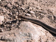 Salvadora hexalepis hexalepis