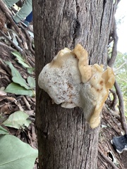 Piptoporus australiensis