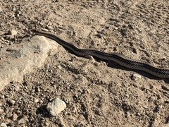 Salvadora hexalepis hexalepis