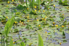 Hydrocleys martii