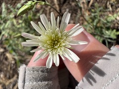 Rafinesquia californica