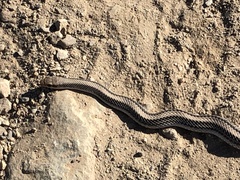 Salvadora hexalepis hexalepis