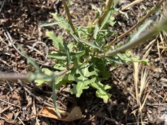 Rafinesquia californica