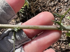 Rafinesquia californica
