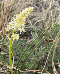 Andrena astragali