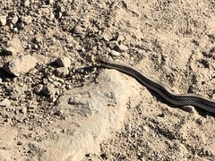 Salvadora hexalepis hexalepis