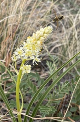 Andrena astragali