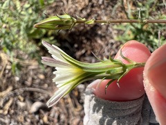 Rafinesquia californica